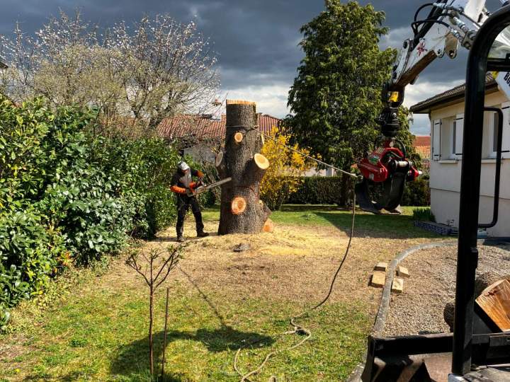 Retrait des arbres dangereux ou en fin de vie