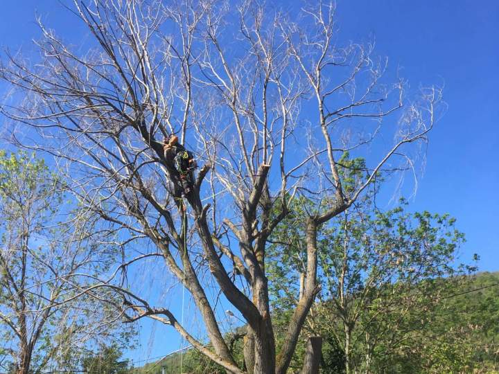 Taille des branches pour préserver la santé des arbres
